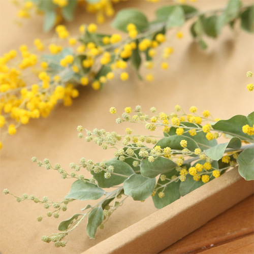ミモザ ドライフラワー 3本 （約20～30㎝前後） 国産 真珠葉 アカシア