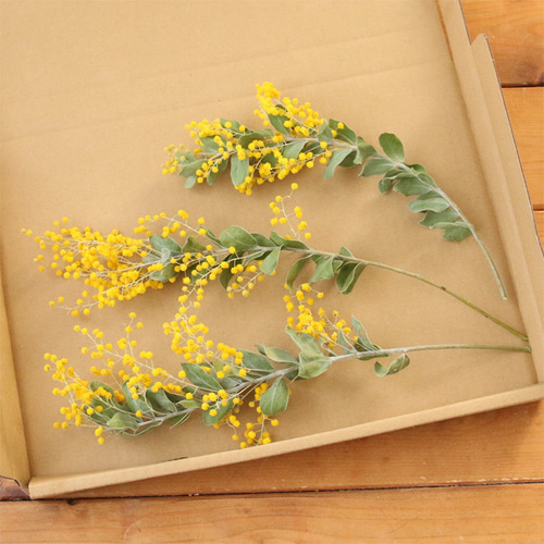 ミモザ ドライフラワー 3本 （約20～30㎝前後） 国産 真珠葉 アカシア