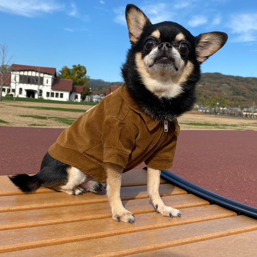 犬服 コーデュロイジャケット ブラウン ペット服・アクセサリー ネック