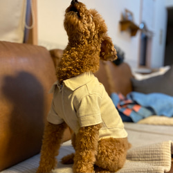 犬服　コーデュロイジャケット　キナリ 4枚目の画像