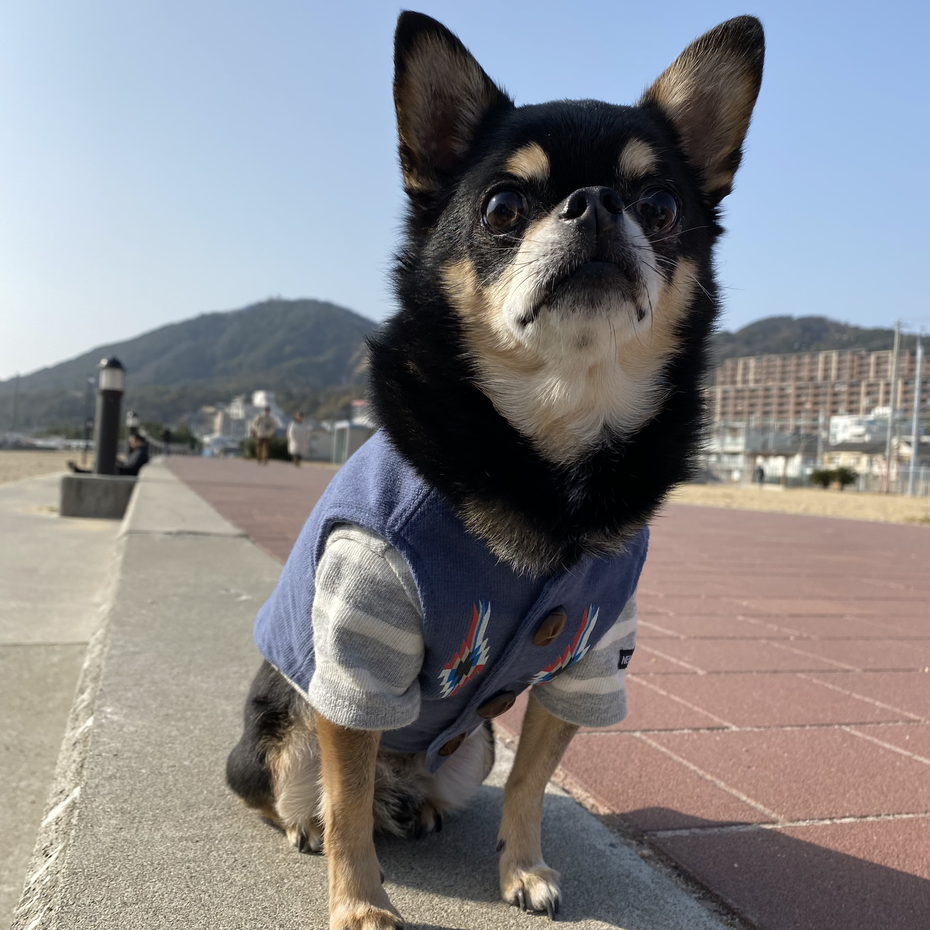 犬服　オルテガベスト　ブルー