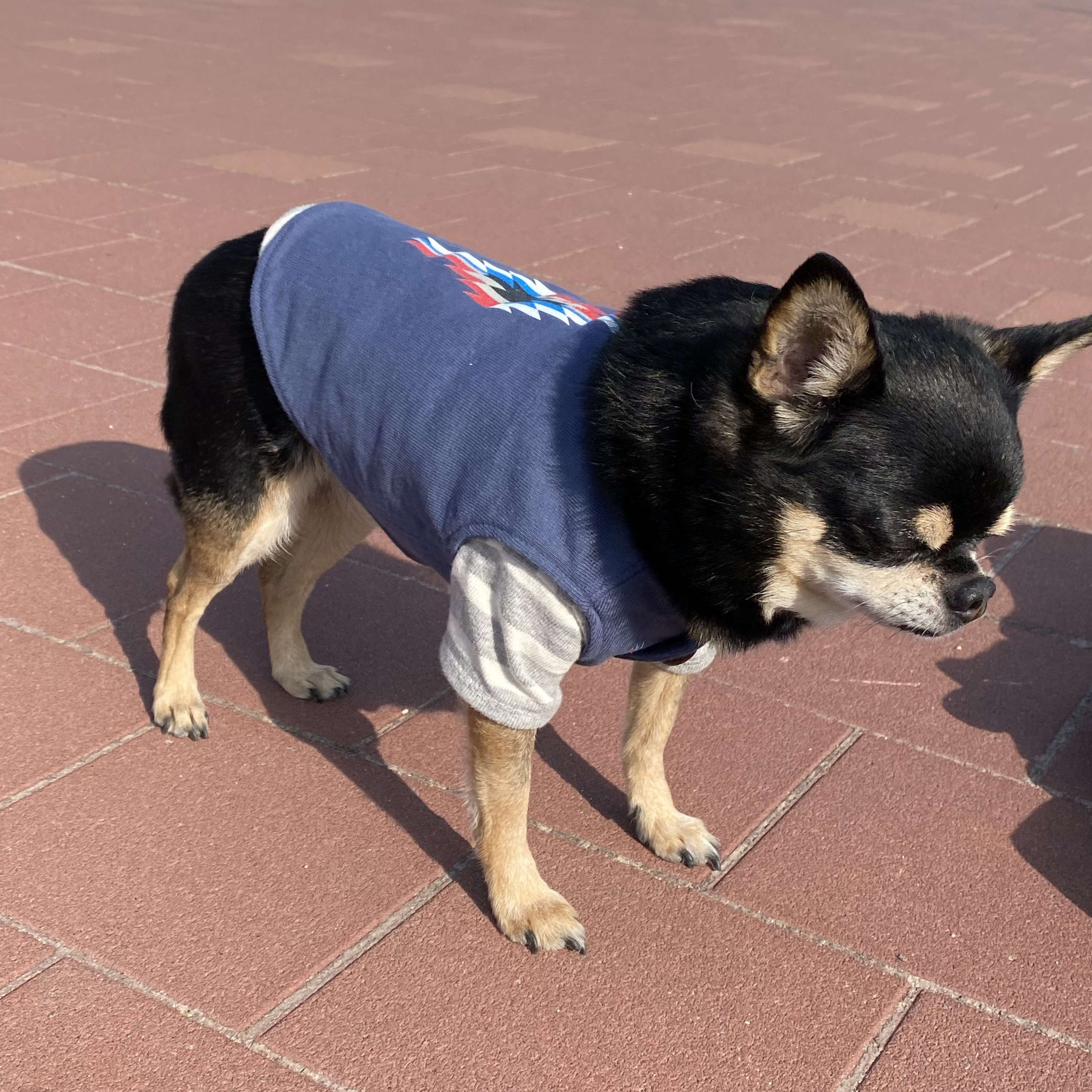 犬服　オルテガベスト　ブルー