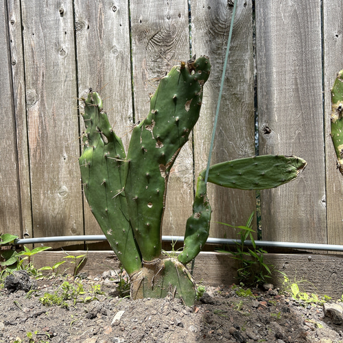 ✢from 九十九里浜✢ ウチワサボテン子株B1 木質化サボテン #ドライ