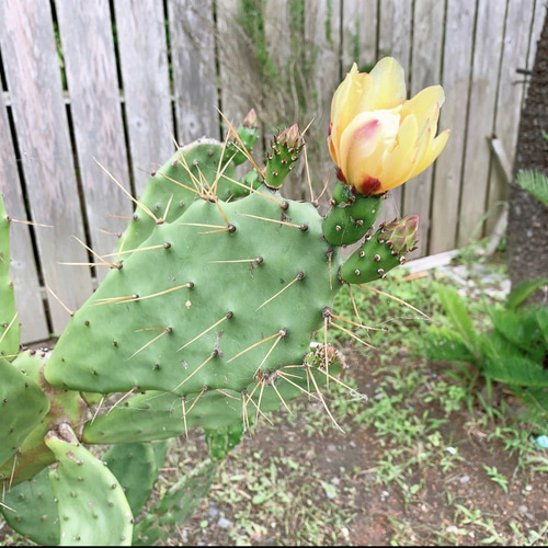 ✢from 九十九里浜✢ ウチワサボテン子株B1 木質化サボテン #ドライ