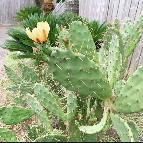 ✢from 九十九里浜✢ ウチワサボテン子株B1 木質化サボテン #ドライ