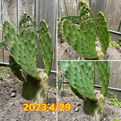 ✢from 九十九里浜✢ ウチワサボテン子株B2 木質化サボテン #ドライ