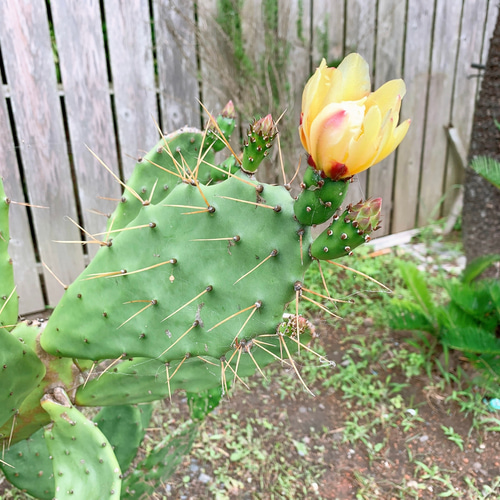 ✢from 九十九里浜✢ ウチワサボテン 子株C2 木質化サボテン #ドライ