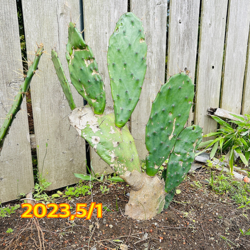 ✢from 九十九里浜✢ ウチワサボテン 子株C3 木質化サボテン #ドライ