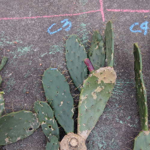 ✢from 九十九里浜✢ ウチワサボテン 子株C3 木質化サボテン #ドライ