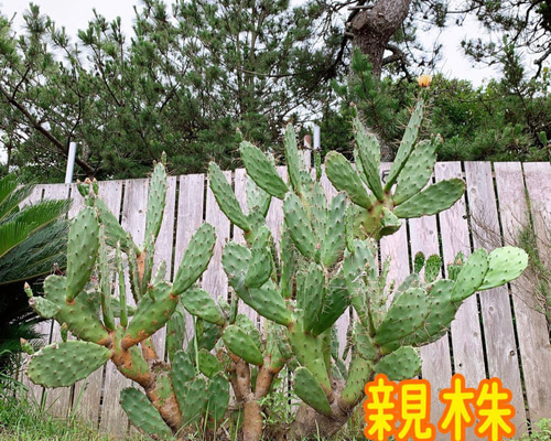 さぼてんさま確認ページ♡ 7ad7cd94f6444ad889ca916abcabd9