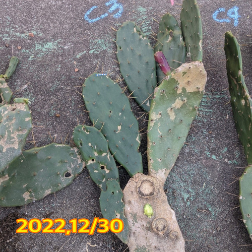 ✢from 九十九里浜✢ ウチワサボテン 子株C3 木質化サボテン #ドライ