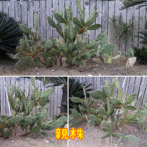 ✢from 九十九里浜✢ ウチワサボテン 子株C5 木質化サボテン