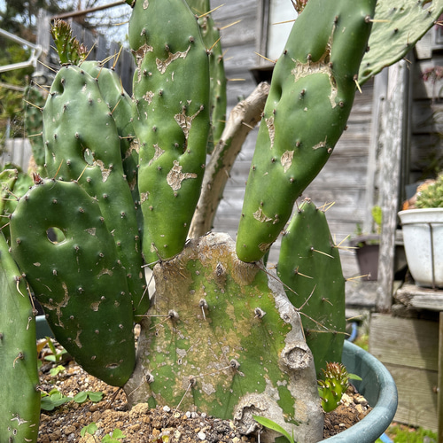 大量！！ウチワサボテン②③⑥⑧⑨⑩(11)(14)　 9/3カット 大量！！ウチワサボテン②③⑥⑧⑨⑩(11)(14) 9/3カット fit