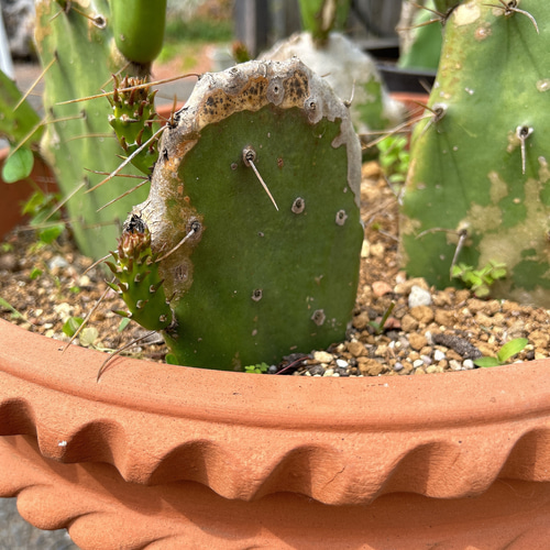 ✢from 九十九里浜✢ ウチワサボテン 子株F3 木質化サボテン #ドライ