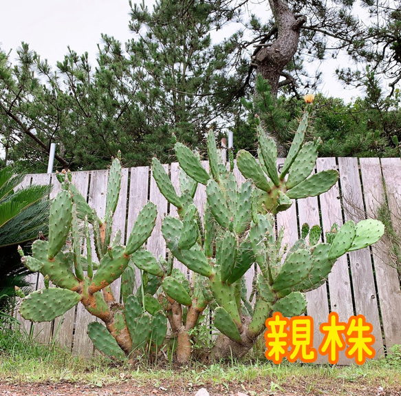 ✢from 九十九里浜✢ ウチワサボテン 子株F3 木質化サボテン
