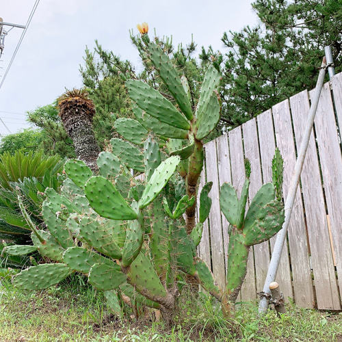 サボテン【Puna sp.Nova】（子株からの育成株） サボテン【Puna sp.Nova】（子株からの育成株） サボテン【Puna sp