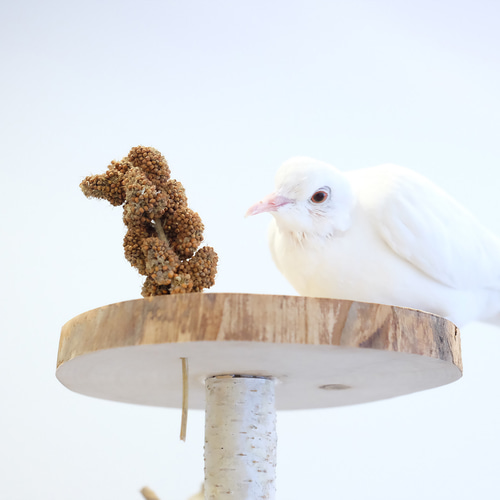 縦型2階建てバードアスレチック M ハウス・小屋 Driftwood and