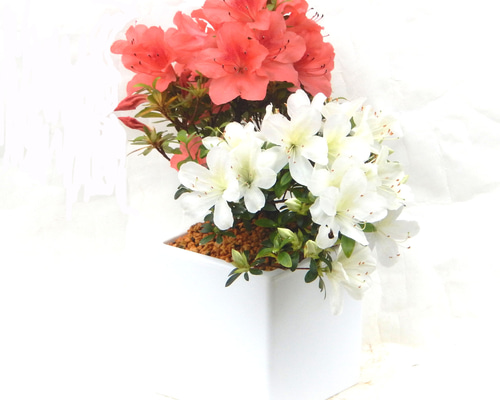 皐月盆栽 古花 赤白の咲き分け 秋田錦 皐月盆栽 古花 赤