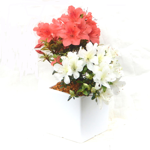 月が注ぐ花さま専用 メモリアルフラワー正月花 紅 - 仏壇のあるリビング｜現代的で