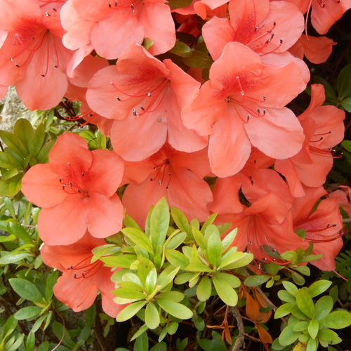 5月に開花サツキ（品種 薩摩紅と明鏡）寄せ植え盆栽 毎年咲きます