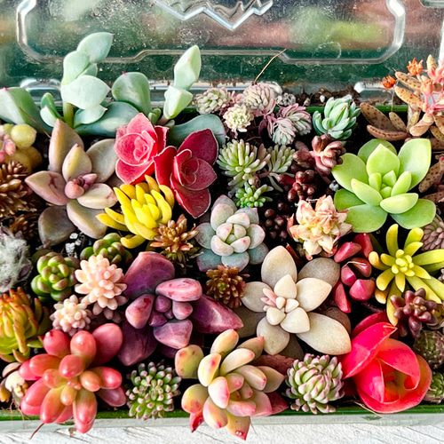 冬季限定‼️ちまちま寄せ植え＊紅葉中‼️＊ちび苗＊抜き苗 多肉植物 