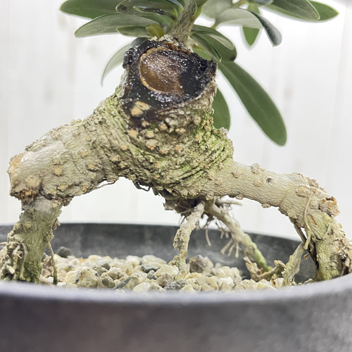 創樹souju 根上がりオリーブ盆栽仕立て（マンザニロ）個性派インテリア