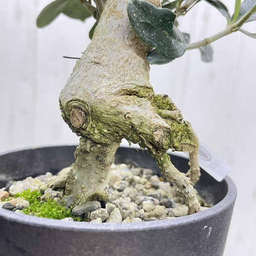 創樹souju 根上がりオリーブ盆栽仕立て（マンザニロ）個性派インテリア