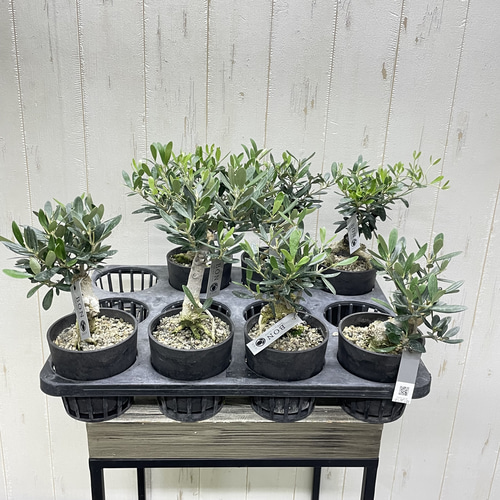 創樹souju 根上がりオリーブ盆栽仕立て（マンザニロ）個性派インテリア