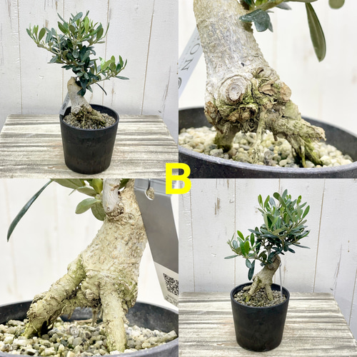 創樹souju 根上がりオリーブ盆栽仕立て（マンザニロ）個性派インテリア