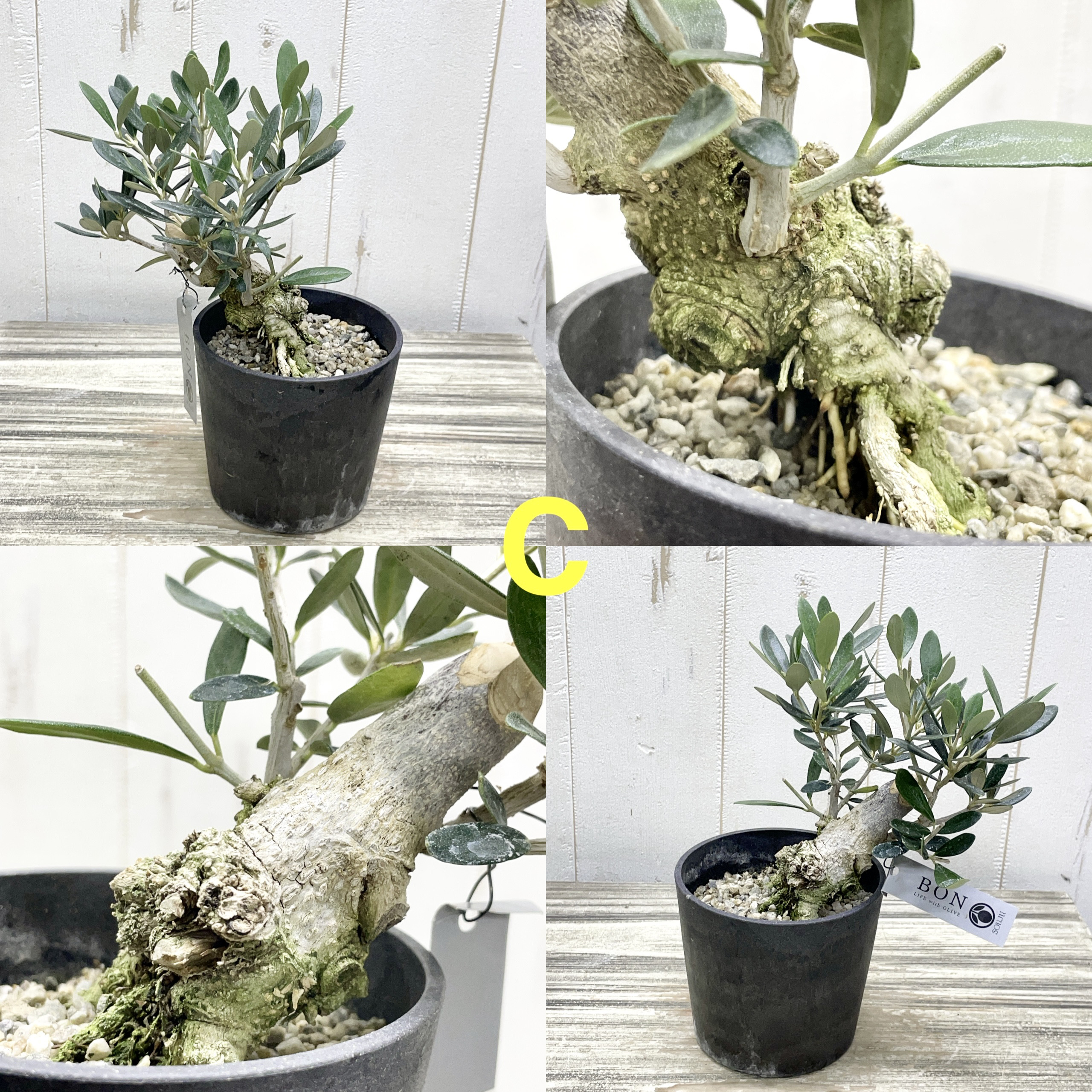 創樹souju 根上がりオリーブ盆栽仕立て（マンザニロ）個性派インテリア