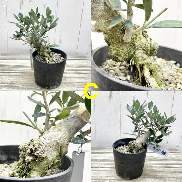 創樹souju 根上がりオリーブ盆栽仕立て（マンザニロ）個性派インテリア