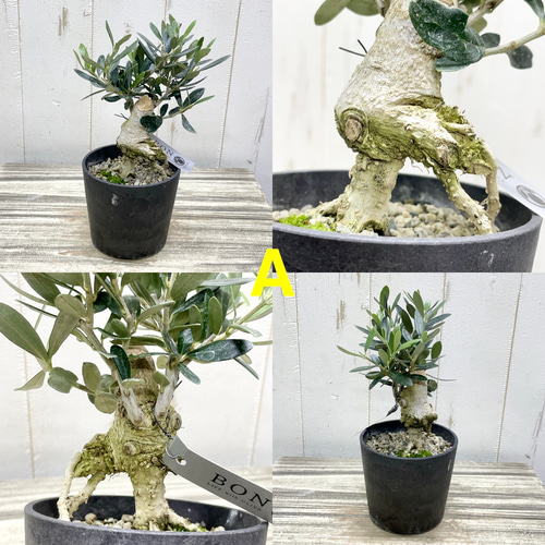 創樹souju 根上がりオリーブ盆栽仕立て（マンザニロ）個性派インテリア