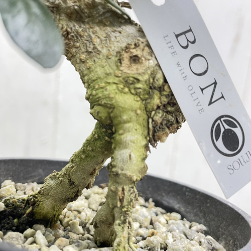 創樹souju 根上がりオリーブ盆栽仕立て（マンザニロ）個性派インテリア