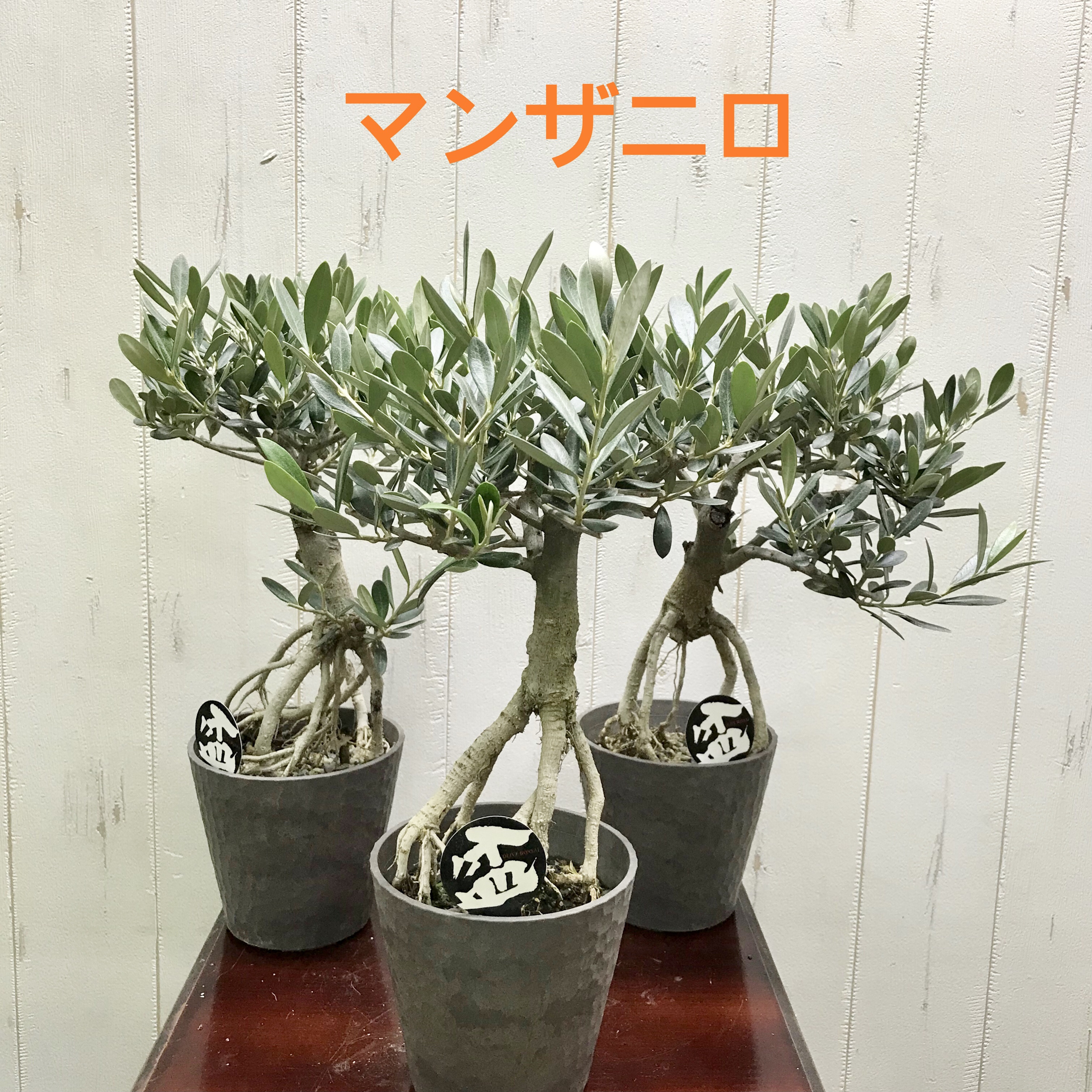 限定販売！オリーブの木(根上がり)盆栽風