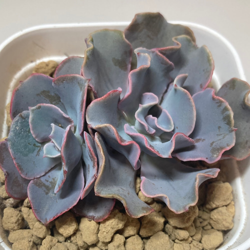 多肉植物2ラプンツェル エケベリア 韓国苗の通販 by 多肉植物