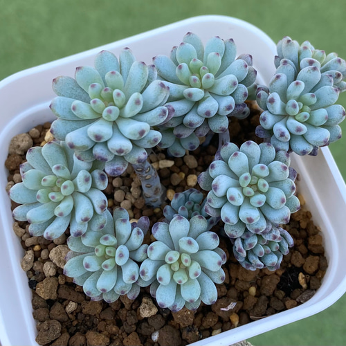 SOLD ブルービーン綴化 厳選韓国苗 名前付き 多肉植物 〜Green〜多肉畑