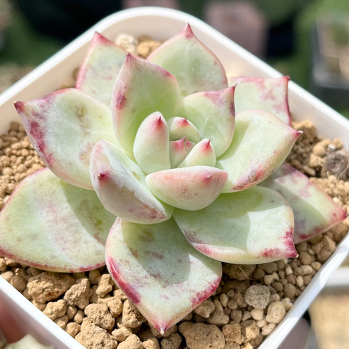 9.【札付き】プリンセスピーチ ASOBINI 命名株 多肉植物 エケベリア