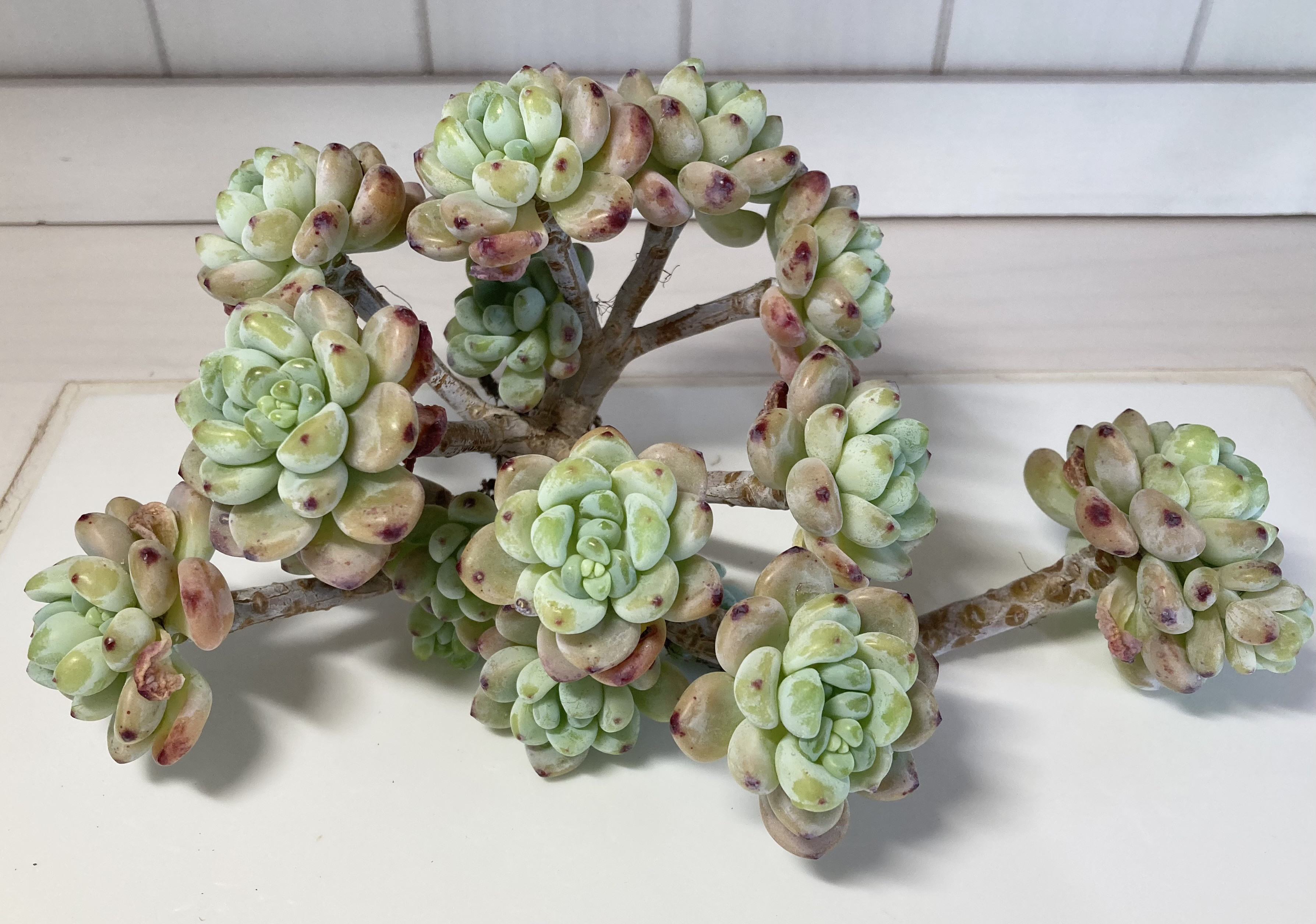 多肉植物 ピンクラウルandピンクルビー SOLD ピンクラウル④ 大