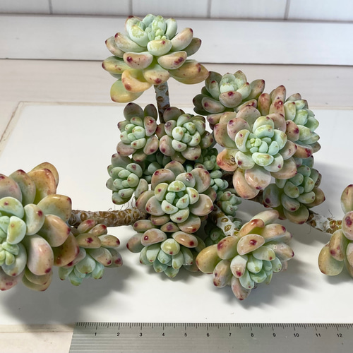 SOLD ピンクラウル⑤ 大群生 厳選韓国苗 名前付き 多肉植物 〜Green 
