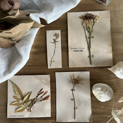 アンティーク 押し花 植物標本 ハーバリウム・植物標本 plants 通販