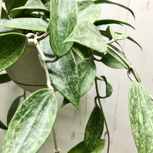 Hoya Pubicalyx silverghost ホヤ 吊り鉢 株立ち ホヤ