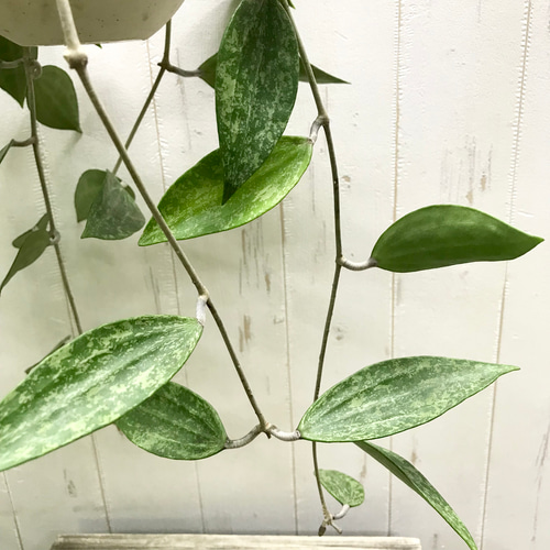 Hoya Pubicalyx silverghost ホヤ 吊り鉢 ホヤ シルバーピンク I インドアプランツ I プラントソサエティ