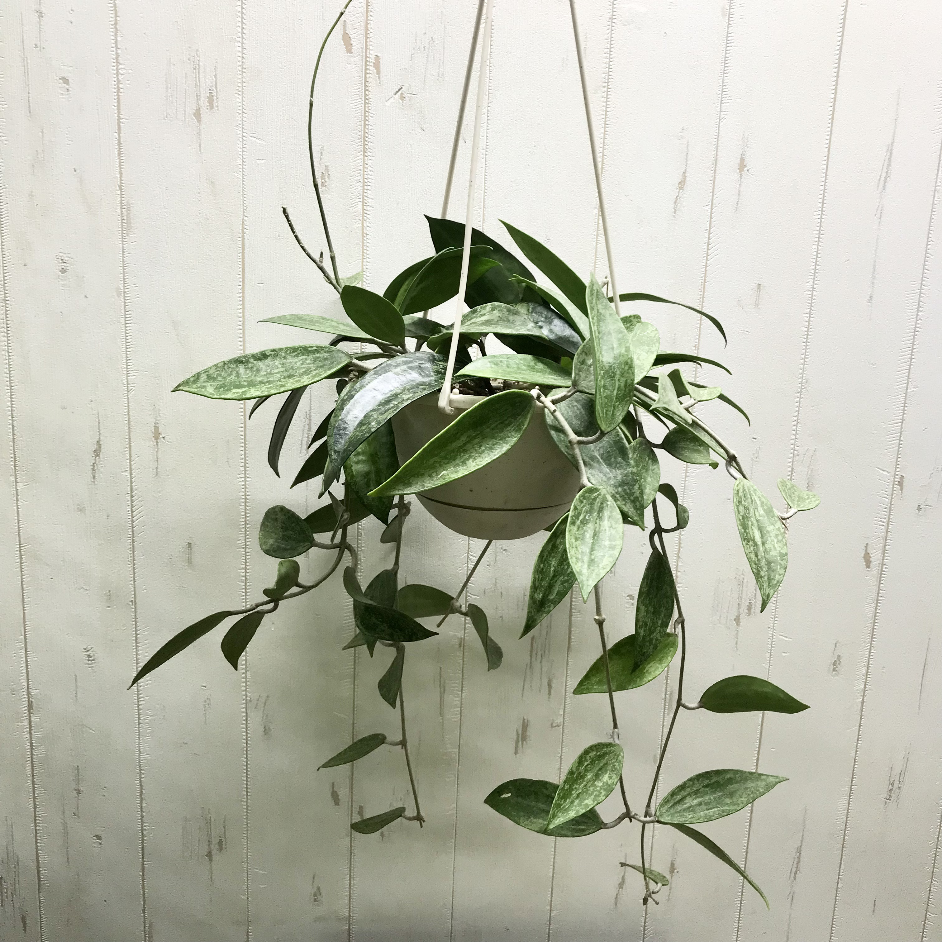 silverghost Pubicalyx ホヤ Hoya 吊り鉢