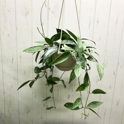 株立ち ホヤ プビカリクス Hoya pubicalyx シルバーピンク 6号