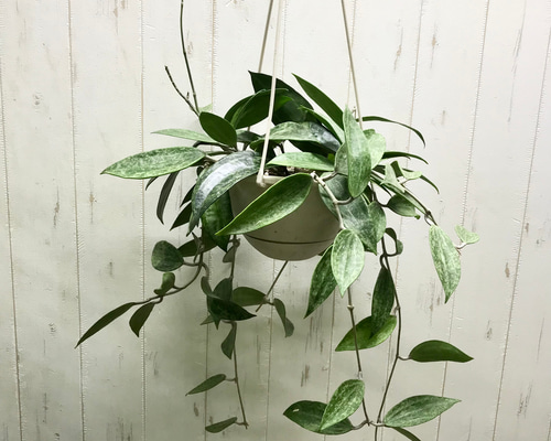 fc338ecae1e3080ce94eea5f4c1bc6