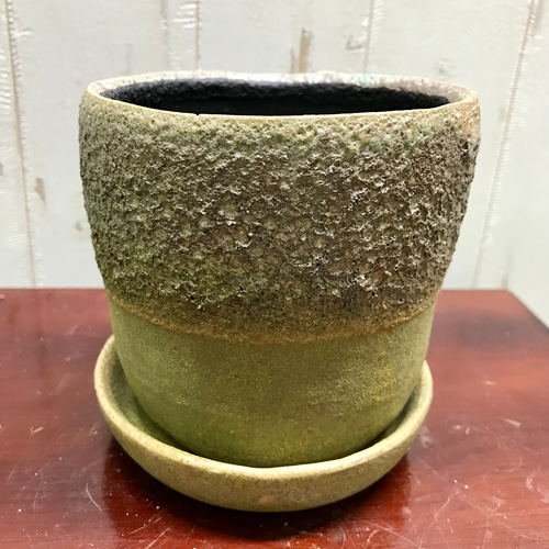 根上がり♡ 盆栽 オリーブの木 souju セントキャサリン 4号 その他
