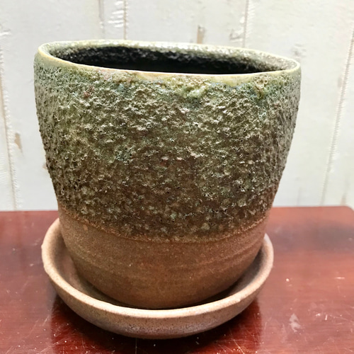 根上がり♡ 盆栽 オリーブの木 souju セントキャサリン 4号 その他