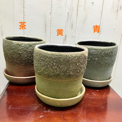 根上がり♡ 盆栽 オリーブの木 souju セントキャサリン 4号 その他