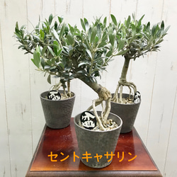 【SOUJU】オリーブ　オリーブの木　美樹形　セントキャサリン　幹太　No.27 珍しい品種 オリーブ セントキャサリン | PLANTS SHOP OLIVE