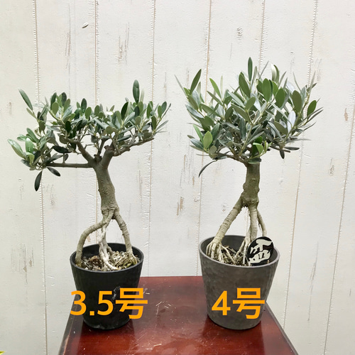 根上がり♡ 盆栽 オリーブの木 souju セントキャサリン 4号 その他
